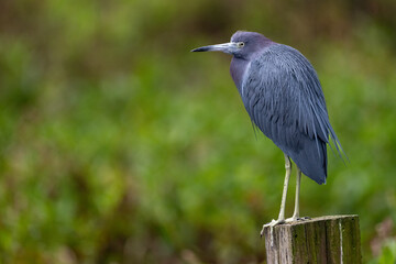 Little Blue Heron sitting on post