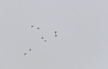 Ducks in the sky fly in pairs drake and duck