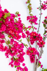 Pink flower vines on white building in Mykonos