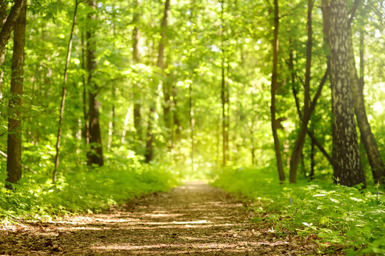 A path through a green sunny spring forest, illuminated by sunlight
