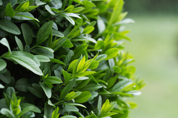 Fototapeta premium Close-up view of green blooming bushes in botanical garden 