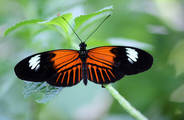 Fototapeta na wymiar Heliconius butterfly close up