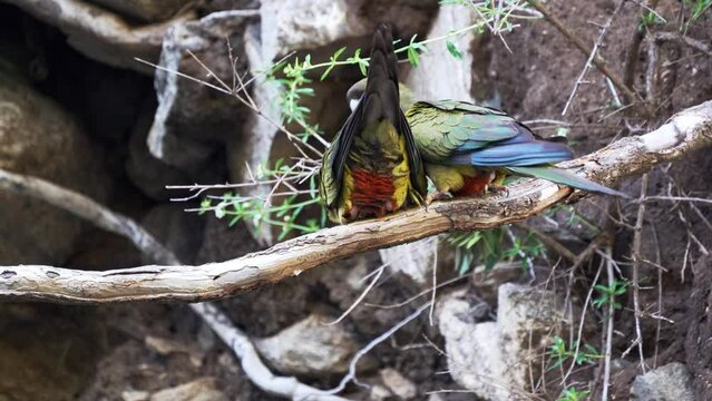Burrowing parakeets (Cyanoliseus patagonus) in San Luis, Argentina, captured in stunning slow motion 4k 