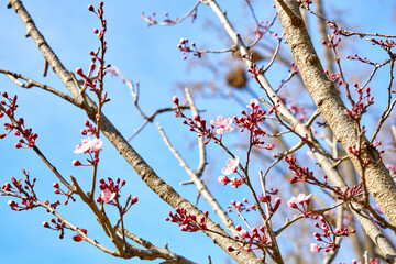 Flowers and tree at the mountain