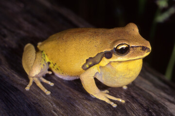 Australian Male Green-thighed Frog calling