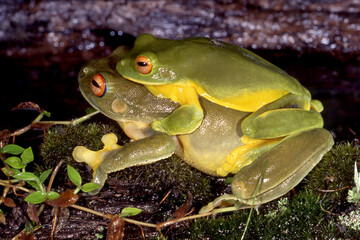 Australian Red-eyed Tree Frogs in amplexus