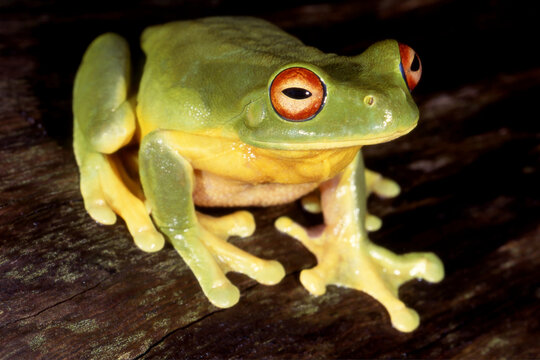 Australian Red-eyed Tree Frog resting on log