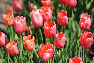 Red Tulip flowers - Fort Worth Botanic Garden, Texas