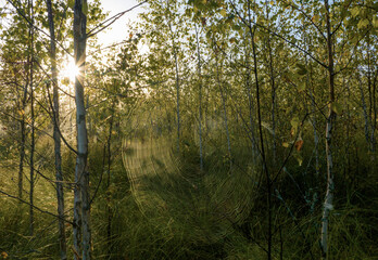 Cobweb in forest on sunrise. Spider in a web on tree branches in the morning forest. Cobweb background, texture. Many cobwebs on trees in morning dawn. Spider web or spider web.
