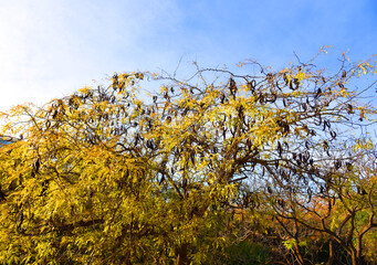 Rotten and dry leaves on branches of the tree. Yellow leaves on the tree in autumn season
