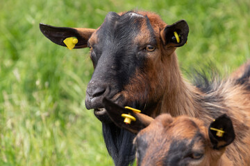 Ziege
