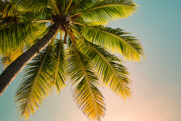 Fototapeta na wymiar palm tree in the sun blue sky background 