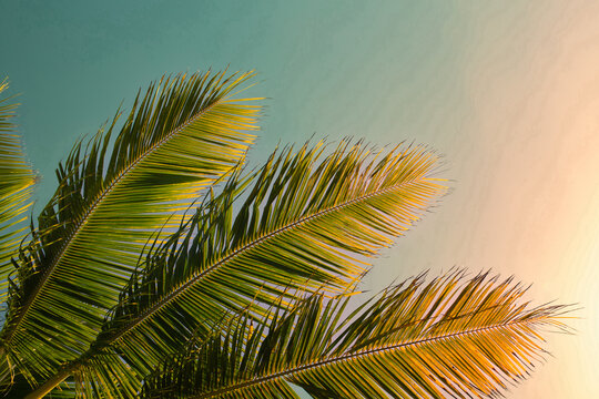 palm tree leaves and blue sky 