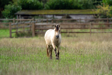 horse in the field