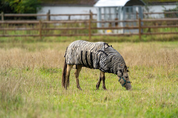 Obraz premium Fly protection during summertime; Horse with fly blanket