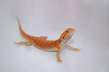 Fototapeta premium Red bearded Agama iguana on white background. Pogona is genus of reptiles. Cute amazing animal from Australia. Content of exotic lizard at home. High quality photo