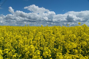 rapeseed field in spring