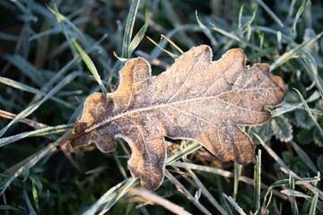 frozen leaf on the grass