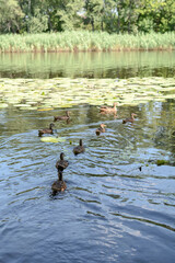 a family of mallard ducks swim from the shore in a pond