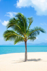 Plakat Coconut Palm on a sandy beach on a sunny day. Travel and tourism