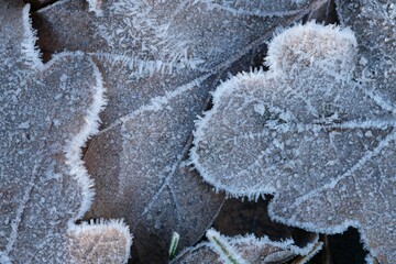 frost on the leaves