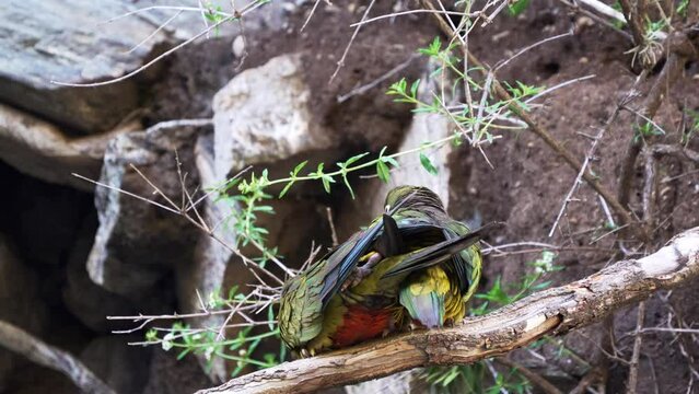Blue-crowned Parakeets (Cyanoliseus patagonus)  copulating  while perching on a branch, animal behavior, natural habitat. Northern Argentina. Slow Motion video. 4k