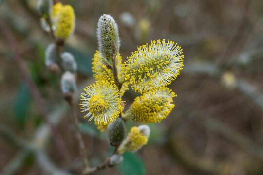Weide Kätzchen, Salix mit zartem Flaum im Frühjahr