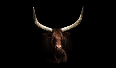 Ankole-Watusi Longhorn Cattle
