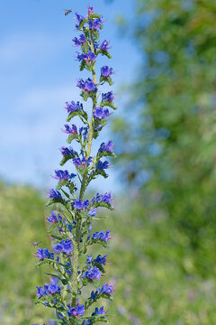 Blühender blauer Natternkopf, Echium vulgare