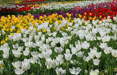 Multicolored Tulip flowers - Fort Worth Botanic Garden, Texas