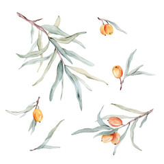 Watercolor illustration set of beautiful orange sea buckthorn for healthy life and design background. Hand painted isolated on a white background