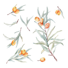 Obraz na płótnie Canvas Watercolor illustration set of beautiful orange sea buckthorn for healthy life and design background. Hand painted isolated on a white background