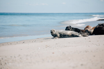 Gray seals relaxing on the beach on Island Düne Heligoland in North Sea Germany