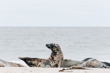 Gray seals relaxing on the beach on Island Düne Heligoland in North Sea Germany