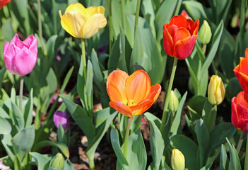 Orange and other Tulip - Fort Worth Botanic Garden, Texas