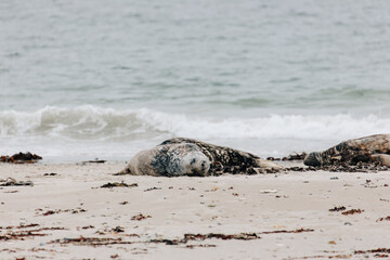 Fototapeta na wymiar Gray seals relaxing on the beach on Island Düne Heligoland in North Sea Germany