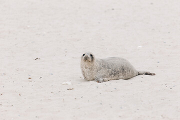 Young Gray seal is relaxing on the beach on Island Düne Heligoland in North Sea Germany