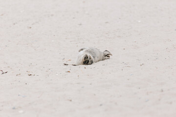Young Gray seal is relaxing on the beach on Island Düne Heligoland in North Sea Germany