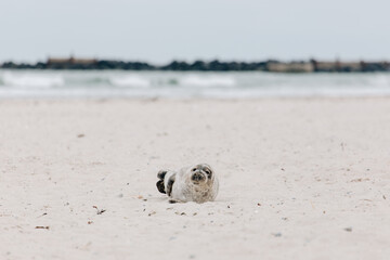 Young Gray seal is relaxing on the beach on Island Düne Heligoland in North Sea Germany