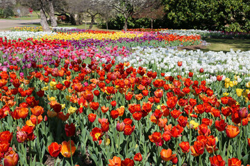 In Tulip garden - Fort Worth Botanic Garden, Texas