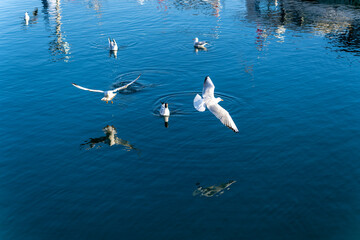 birds on the sea