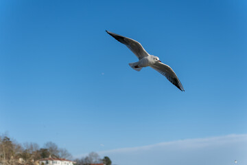 seagull in flight