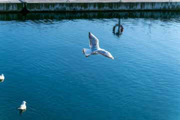 seagulls in flight