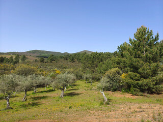 Trees in the mountains