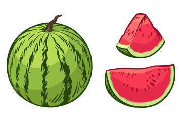 Watermelon and a slice of watermelon. Vector illustration of a watermelon isolated on a white background.