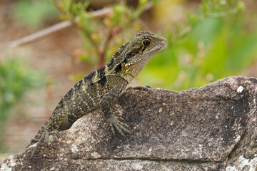 Australian Water Dragon - Intellagama or Physignathus lesueurii howittii, also Eastern or Gippsland water dragon, lizard on the rock above the sea