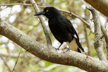 Pied Currawong - Strepera graculina black passerine bird native to eastern Australia, closely related to the butcherbirds and Australian magpie of the family Artamidae.