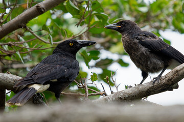 Pied Currawong - Strepera graculina black passerine bird native to eastern Australia, closely related to the butcherbirds and Australian magpie of the family Artamidae.