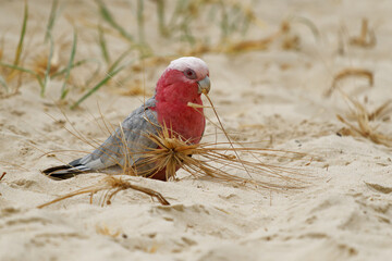 Galah - Eolophus roseicapilla - known as the rose-breasted cockatoo, galah cockatoo, pink and grey cockatoo or roseate cockatoo, mainland Australia. Big parrot feeding on the ground in Queensland