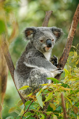 Koala - Phascolarctos cinereus on the tree in Australia, eating, climbing on eucaluptus. Cute australian typical iconic animal on the branch eating fresch eucalyptus leaves